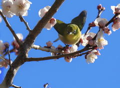 飛び立つ