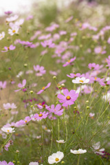 秋桜