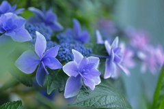 紫陽花2