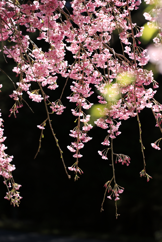 枝垂桜