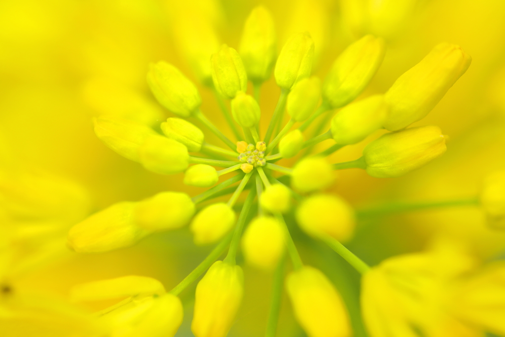 菜の花
