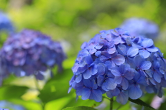 紫陽花5