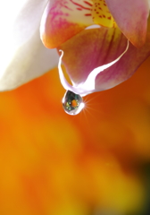 蜜の雫