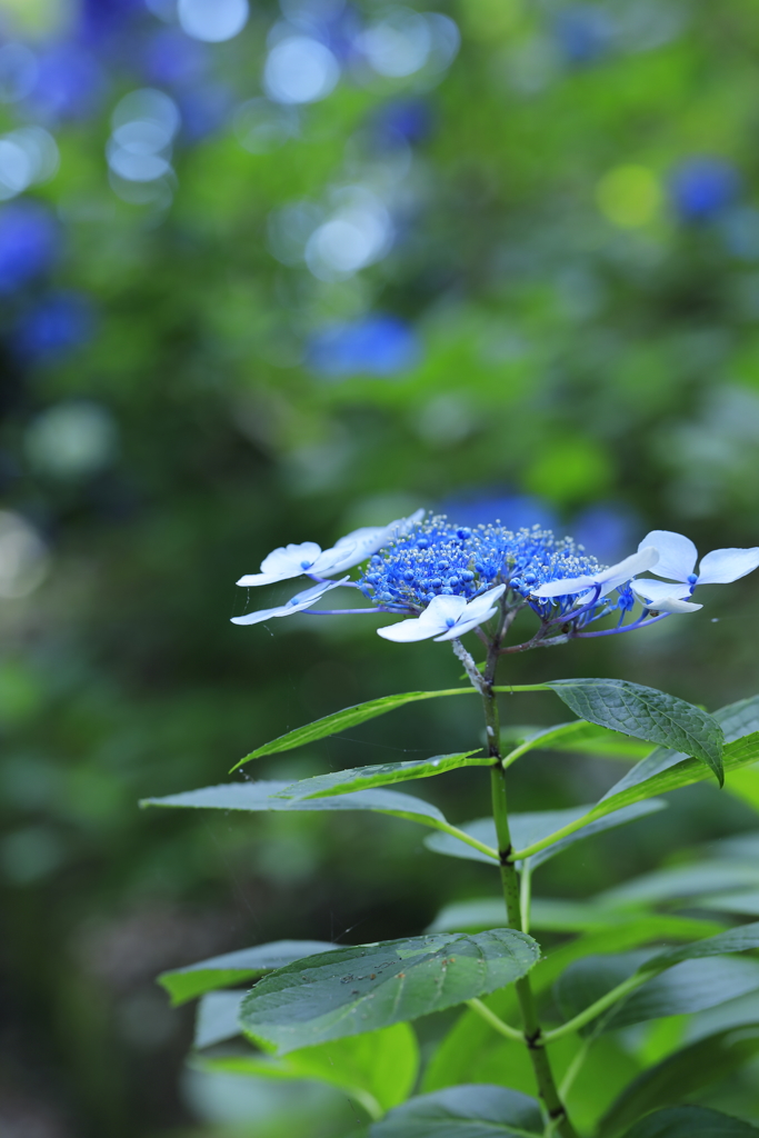 紫陽花4