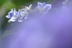 紫陽花