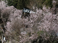 身延山桜