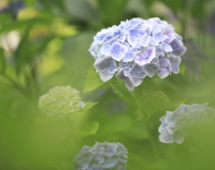 かくれんぼ