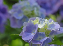 紫陽花3