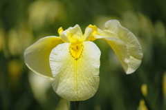 紫陽花