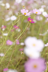 秋桜2