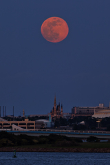 flower Moon (花月)　202005074