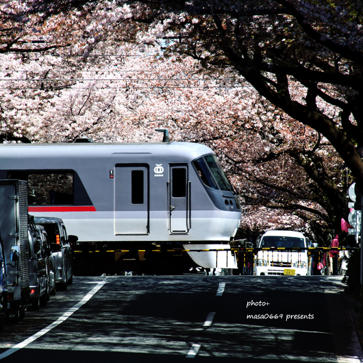 桜 終焉（新井薬師前）