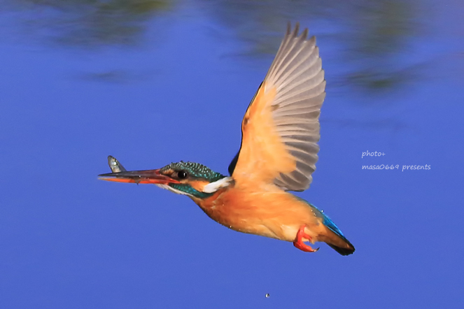 カワセミ　201904136