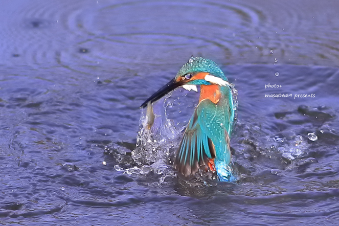 カワセミ　201903271