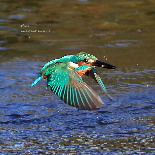 カワセミ  201903096