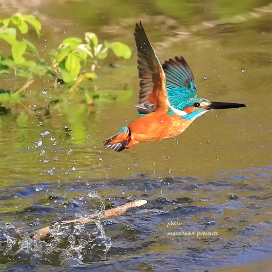 カワセミ　201904047