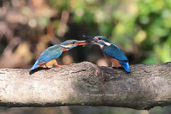 カワセミ　201905261