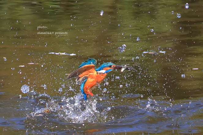 カワセミ　201904132