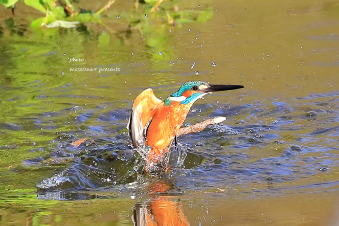 カワセミ　201904046