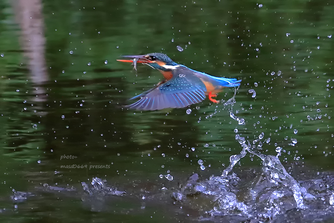 カワセミ　201905032