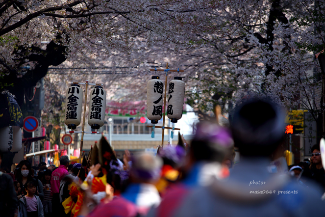 常盤平さくらまつり　201904063
