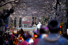 常盤平さくらまつり　201904063