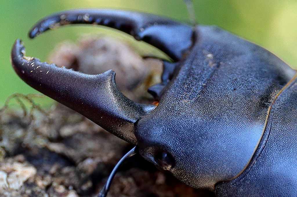 大きなヒラタクワガタ