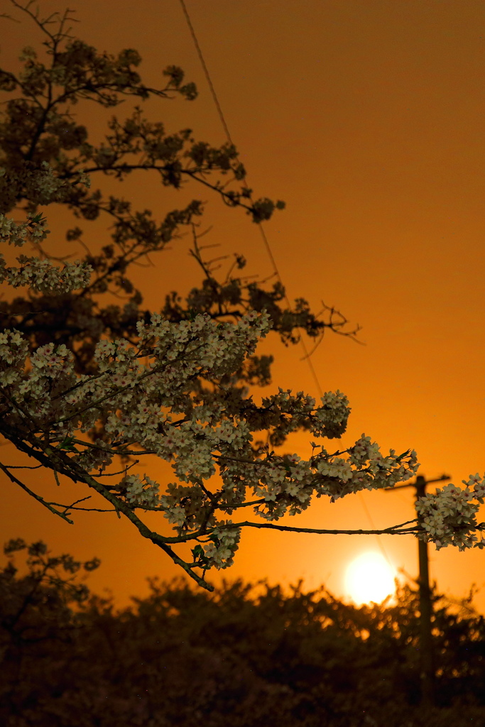 夜桜