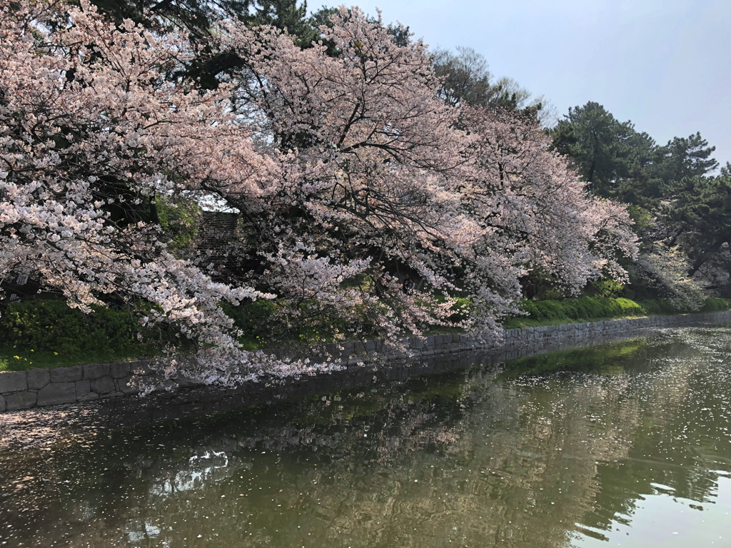 西堀端の桜