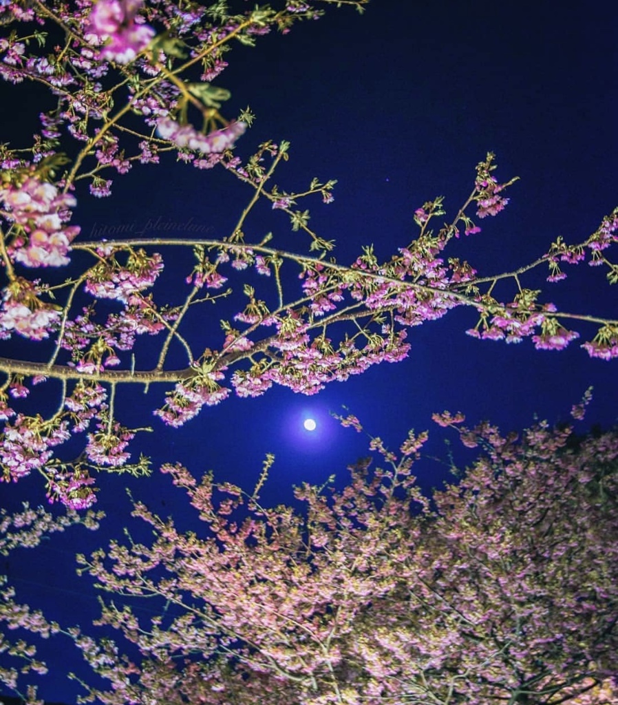 桜！