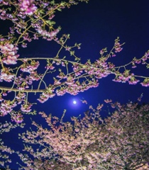 桜！