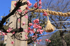 枚岡神社と梅