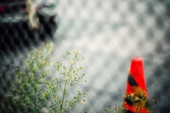 like weeds #2