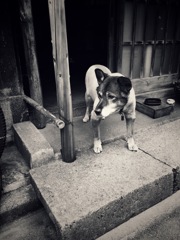 たぶん老犬