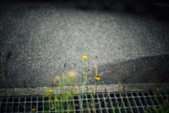 like weeds #1