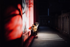 新宿 寺猫 #1