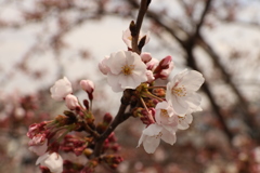 桜七分咲き