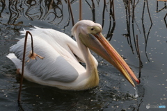 上野動物園にて