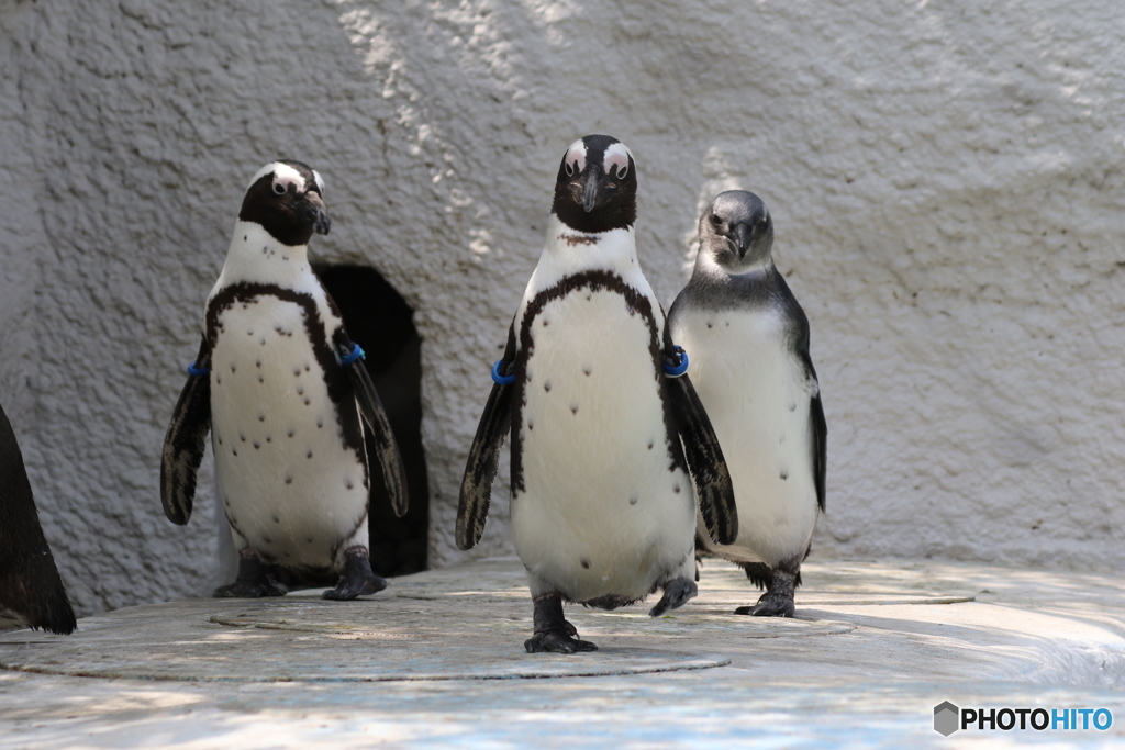 ペンギンの散歩