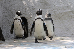 ペンギンの散歩