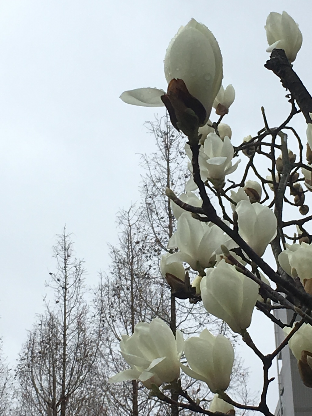 雨の日の公園で