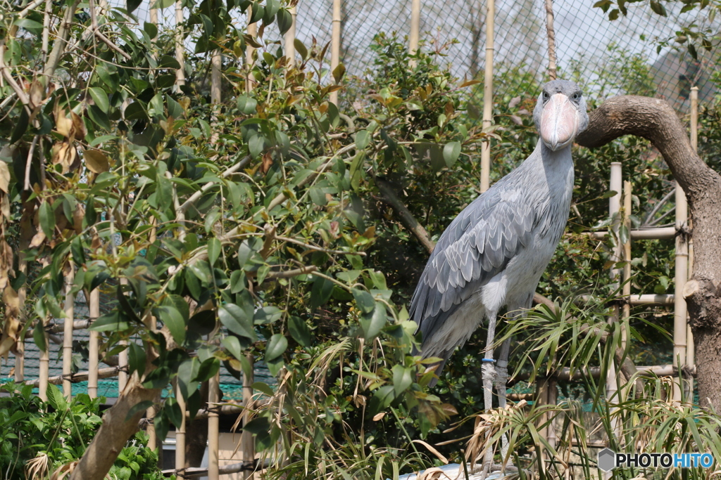 上野動物園にて