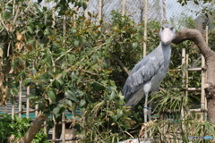 上野動物園にて