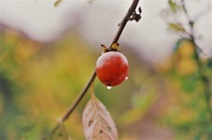 雨中の名残り