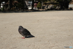 亀城公園9