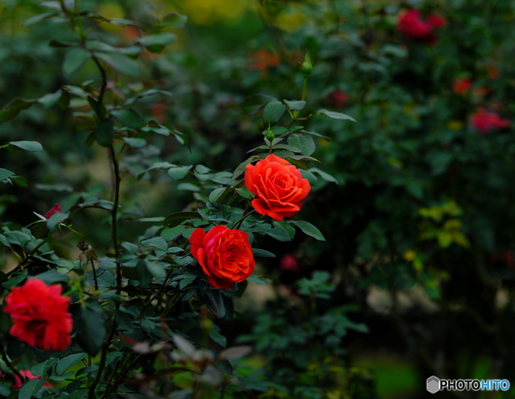 【季節の情景 】・美しい薔薇達 ②・・神代植物園にて！