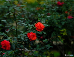 【季節の情景 】・美しい薔薇達 ②・・神代植物園にて！