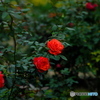 【季節の情景 】・美しい薔薇達 ②・・神代植物園にて！