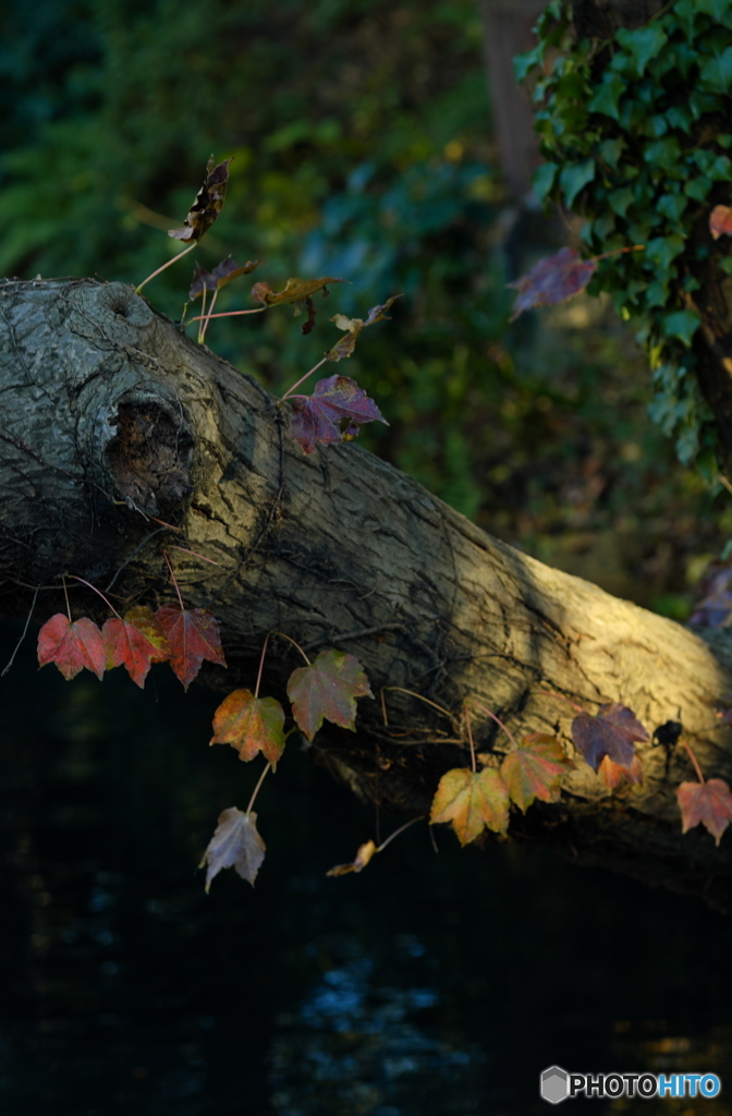 【身近な自然】・秋色に染まって・・森の輝き！