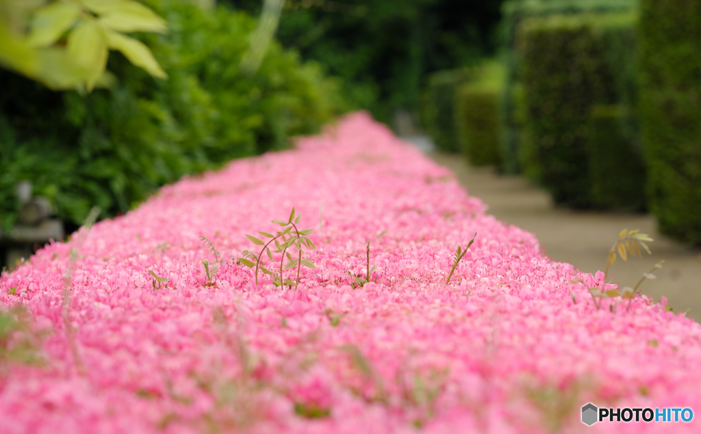 【季節の情景】・天国に続く花の道・・？